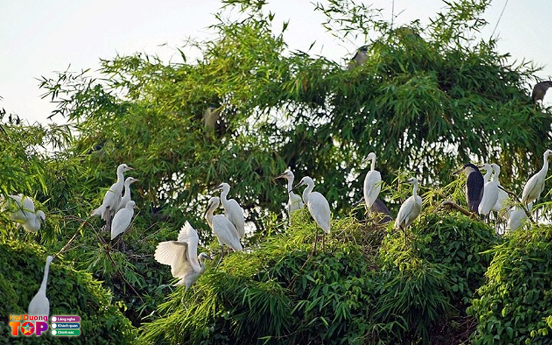 Dao-co-haiduongtoplist