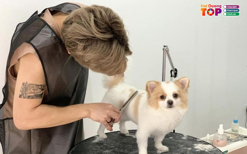 Misa-pet-care-haiduongtoplist