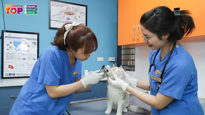 Phong-kham-thu-y-hai-duong