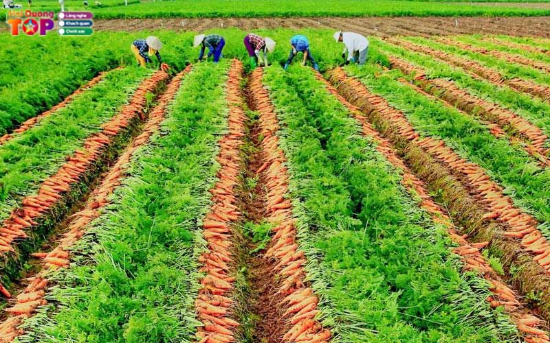 Canh-dong-ca-rot-hai-duong-1