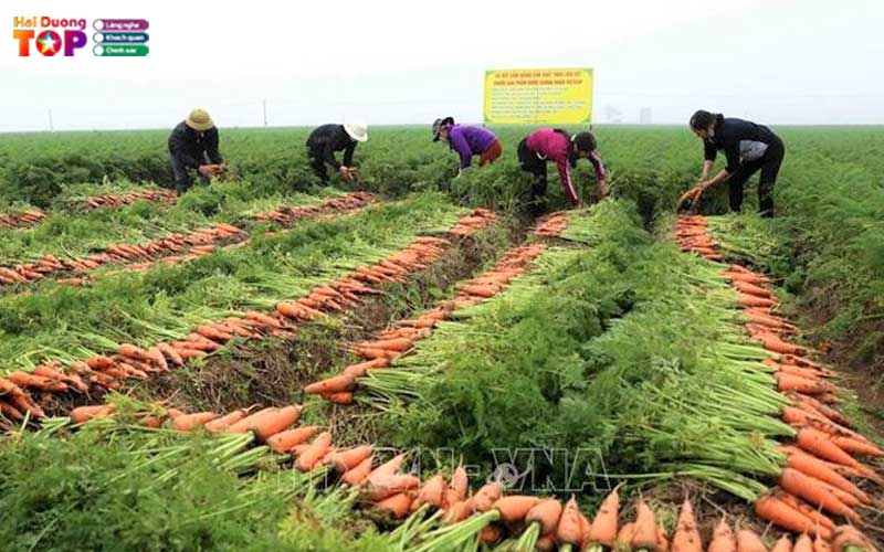 Canh-dong-ca-rot-hai-duong-2