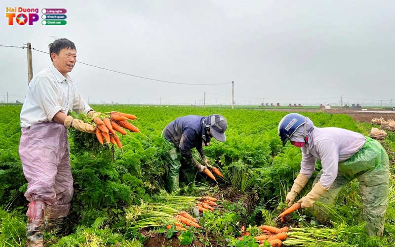 Canh-dong-ca-rot-hai-duong-3