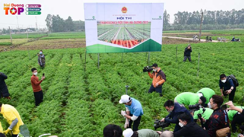 Canh-dong-ca-rot-hai-duong