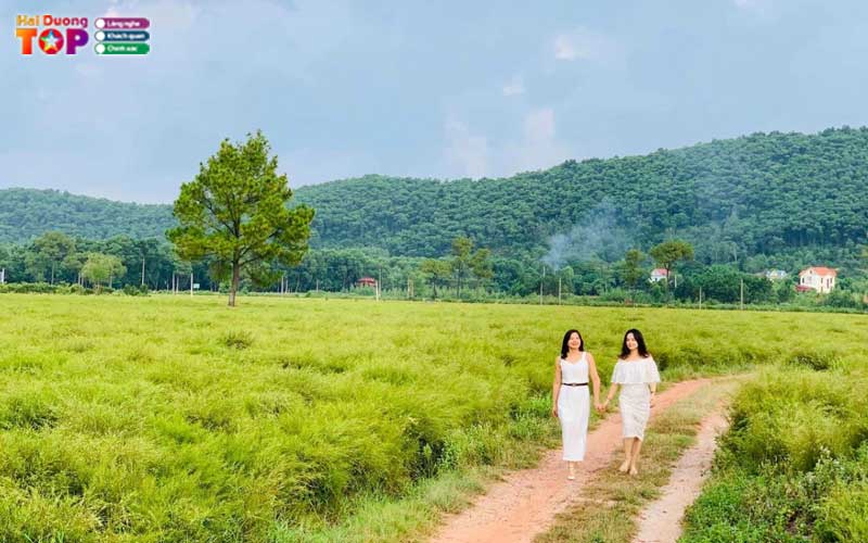 Canh-dong-hoa-re-hai-duong-1