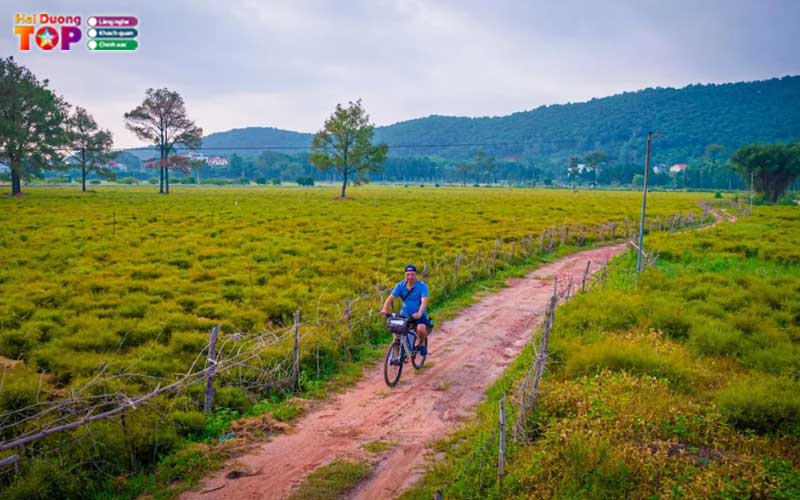 Canh-dong-hoa-re-hai-duong-2