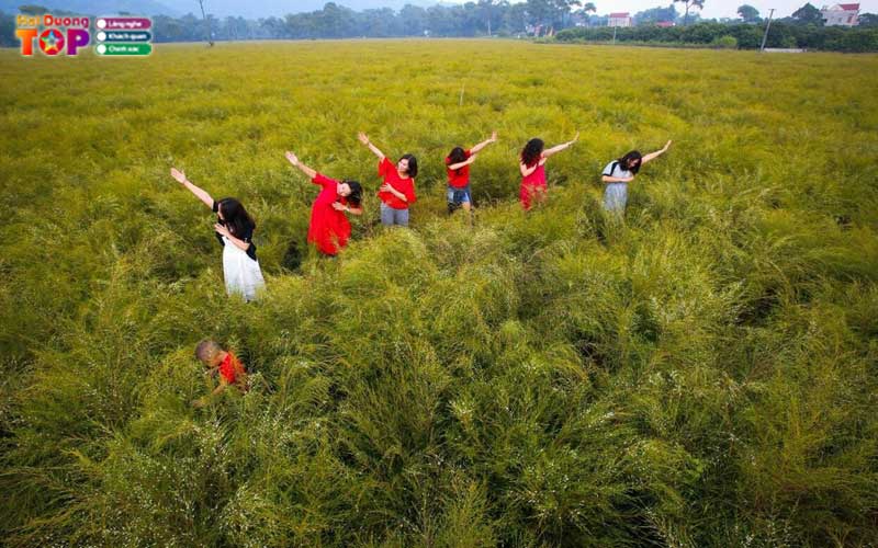 Canh-dong-hoa-re-hai-duong-4