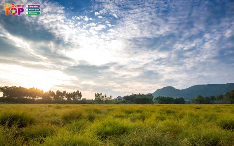 Canh-dong-hoa-re-hai-duong-5