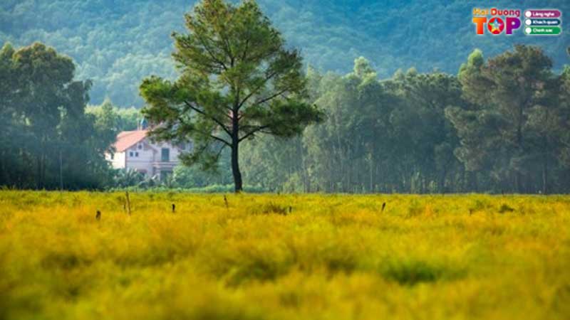 Canh-dong-hoa-re-hai-duong