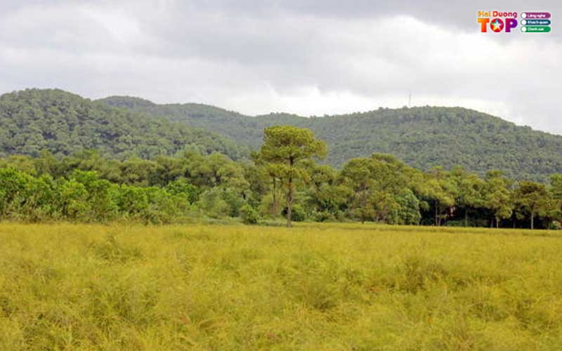 Canh-dong-hoa-re-haiduongtoplist