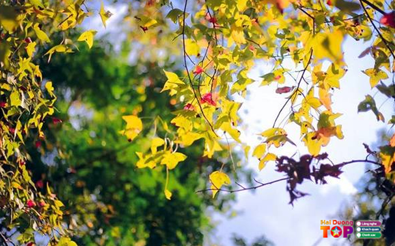 Rung-phong-la-do-hai-duong-2