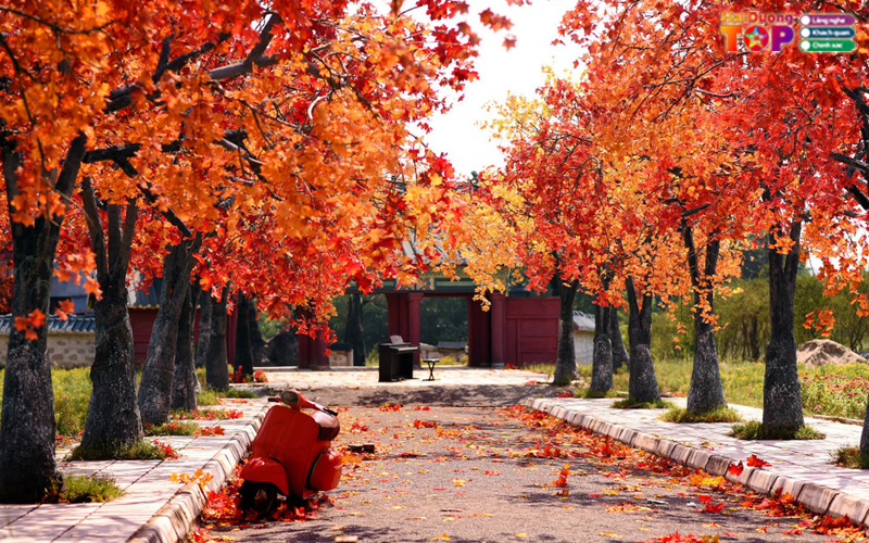 Rung-phong-la-do-hai-duong-3