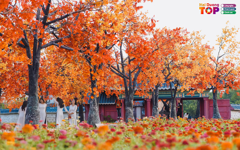 Rung-phong-la-do-hai-duong-4