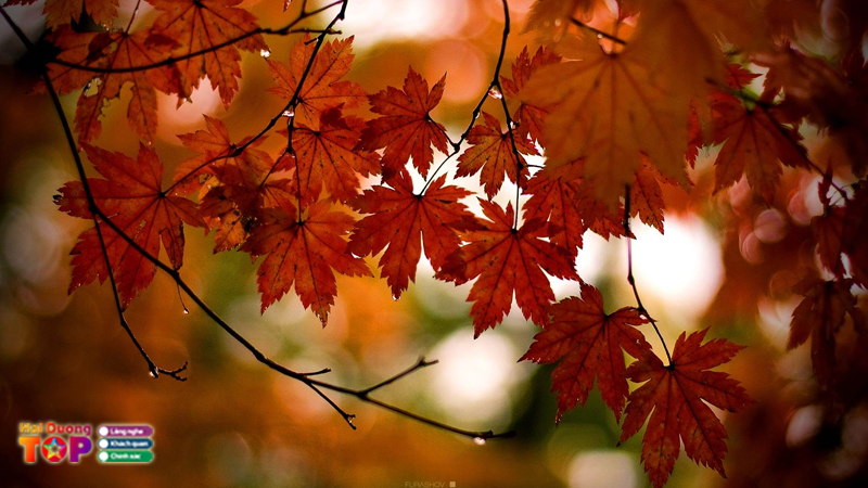 Rung-phong-la-do-hai-duong