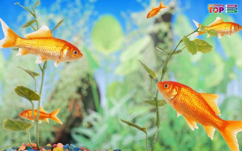 Ca-canh-dung-son-haiduongtoplist