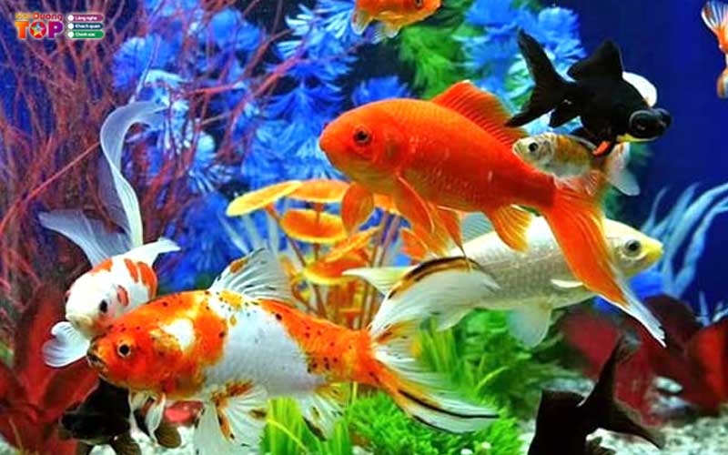 Ca-canh-hai-duong-haiduongtoplist